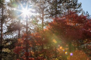 fall foliage