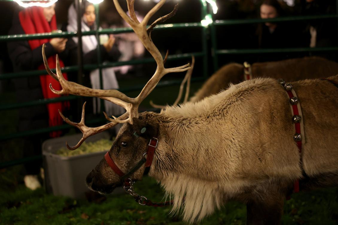 Tree lighting reindeer